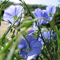 Picasa 2.7